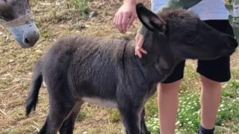 Έκλεψαν γαϊδουράκι 40 ημερών από τη μαμά του - κινδυνεύει η ζωή του!
